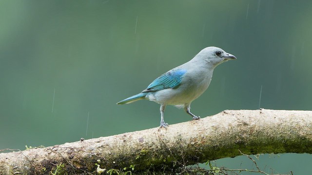 Blue-gray Tanager - ML521429281