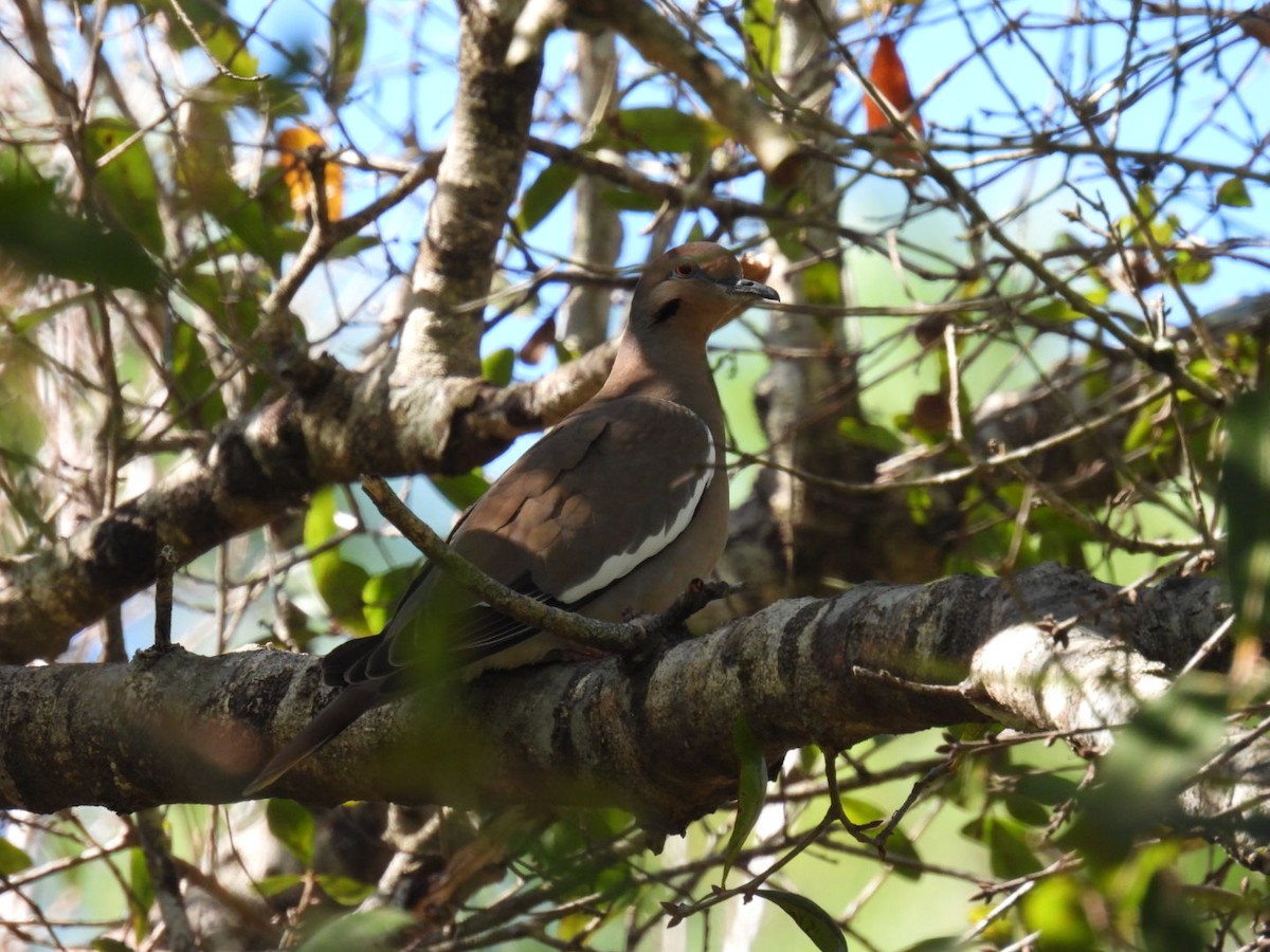 White-winged Dove - ML521429331