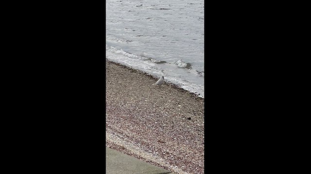 Iceland Gull - ML521430391