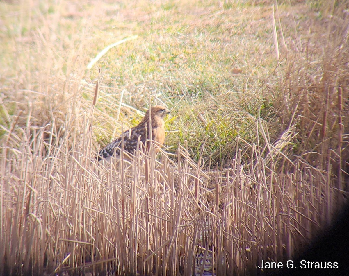 Red-shouldered Hawk - ML521430491