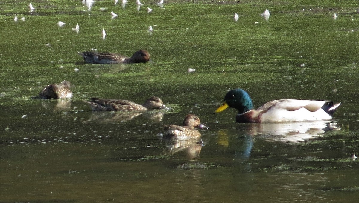 Green-winged Teal - "Chia" Cory Chiappone ⚡️