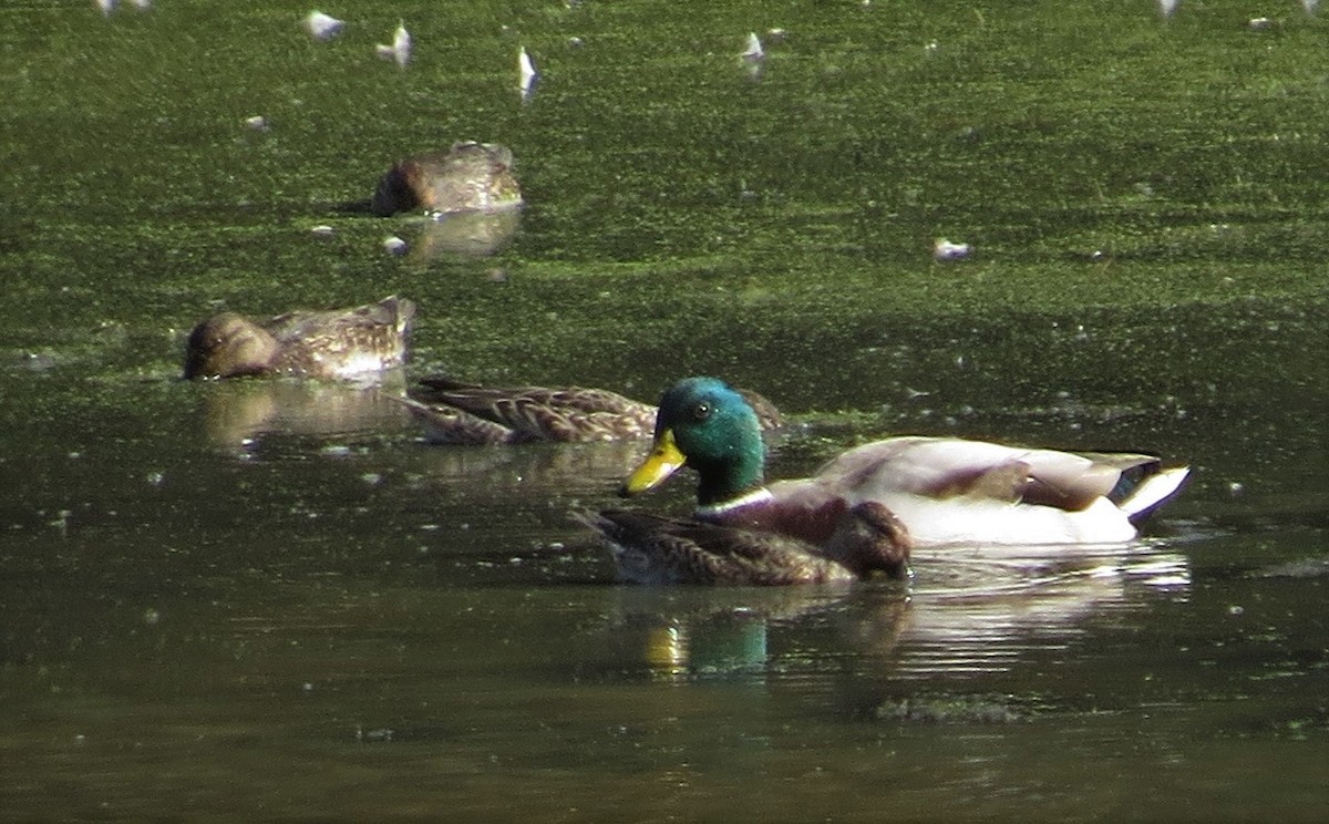 Mallard - "Chia" Cory Chiappone ⚡️