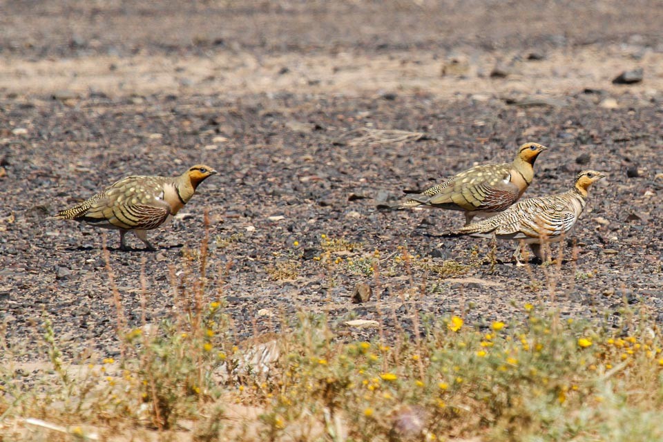 Pin-tailed Sandgrouse - James Kennerley