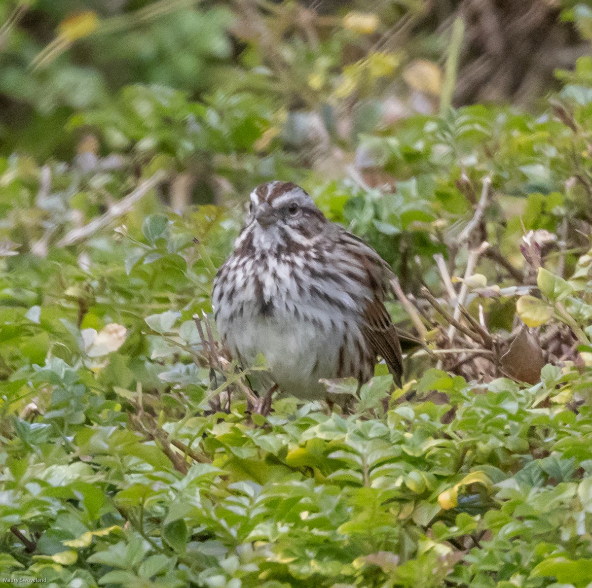 Song Sparrow - ML521432321