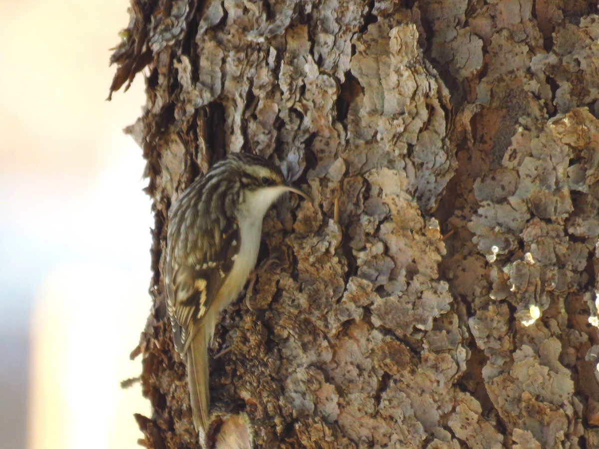 Brown Creeper - ML521433891