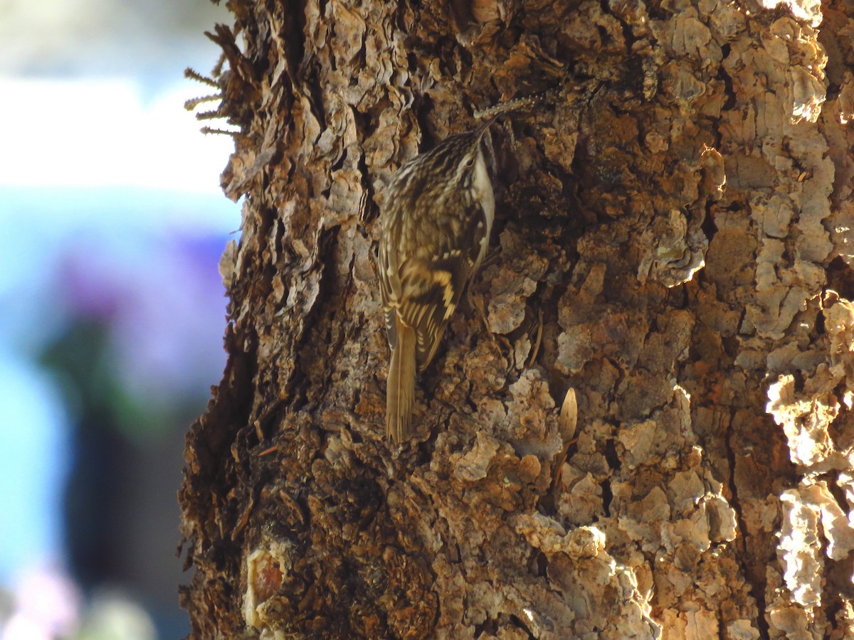 Brown Creeper - Ken Orich