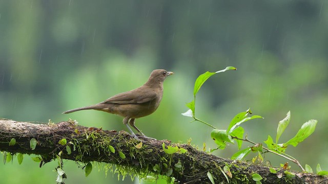 Clay-colored Thrush - ML521434431