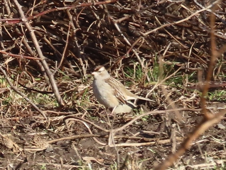 Bruant à couronne blanche - ML521435121
