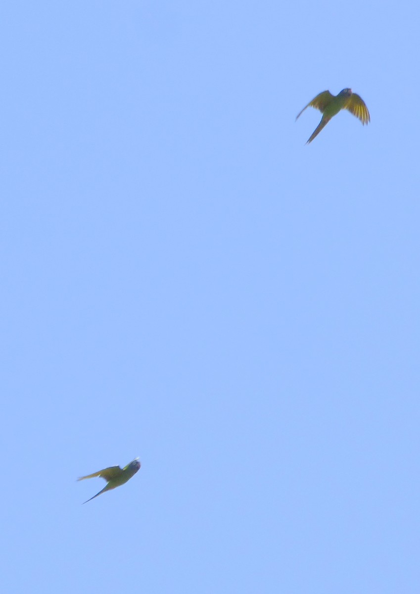 Blue-crowned Parakeet - ML521437161