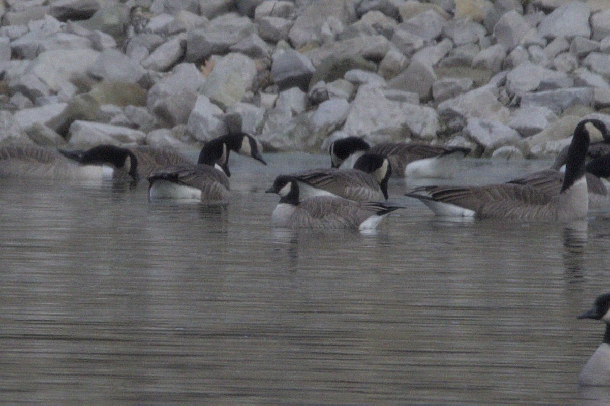 Branta kanadar txikia - ML521438601