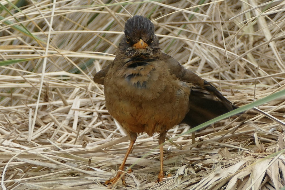 Merle austral (falcklandii) - ML521439811