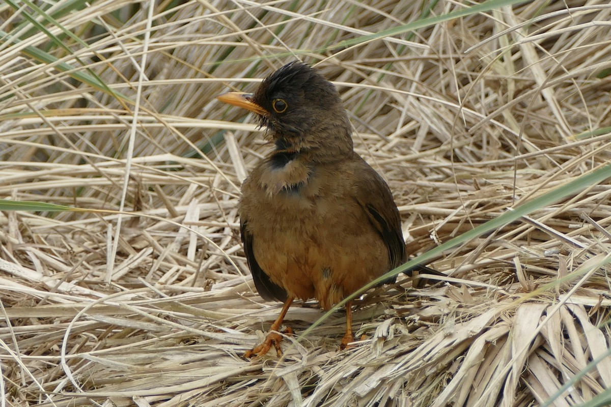 Austral Thrush (Falkland) - ML521439821