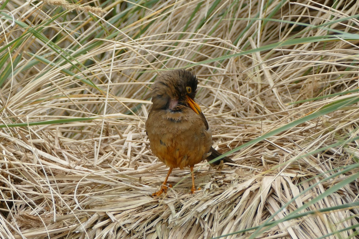 Austral Thrush (Falkland) - Peter Kaestner