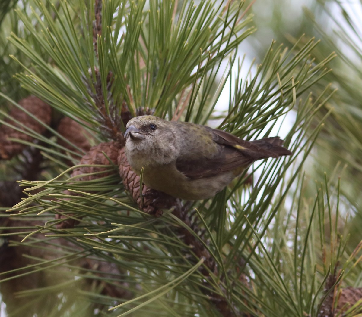 Red Crossbill - ML521440911