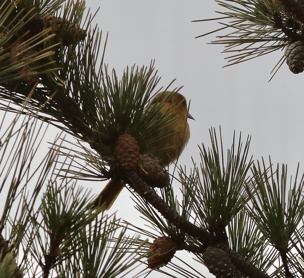 Baltimore Oriole - ML521441051