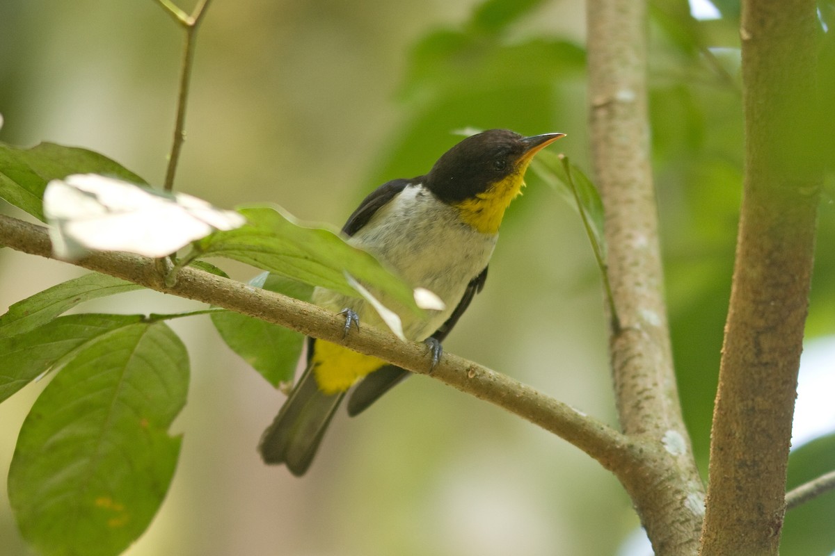 Yellow-backed Tanager - ML52144171