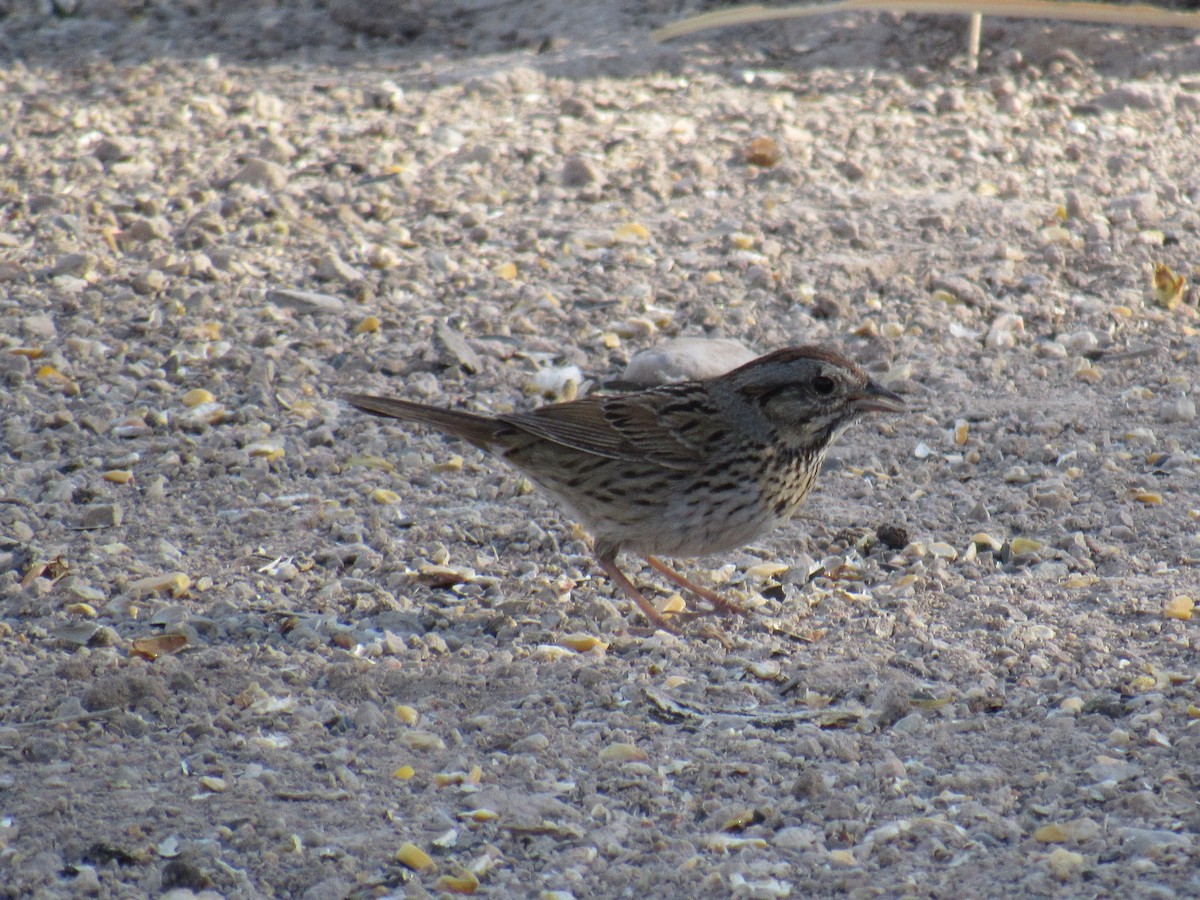 Lincoln's Sparrow - ML521442561