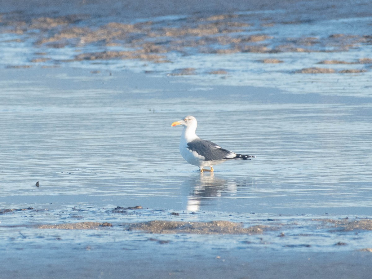 Lesser Black-backed Gull - ML521442581