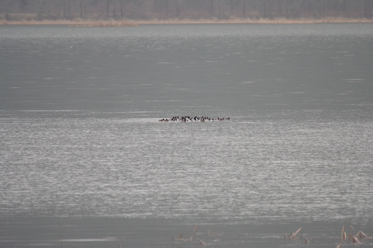 Lesser Scaup - ML521443271