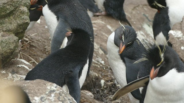 Pingüino Saltarrocas Meridional - ML521444141