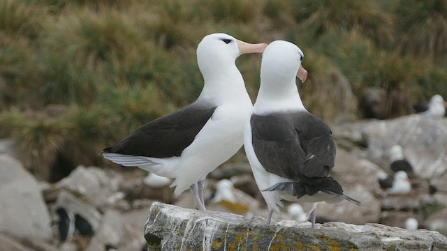 マユグロアホウドリ（melanophris） - ML521444311