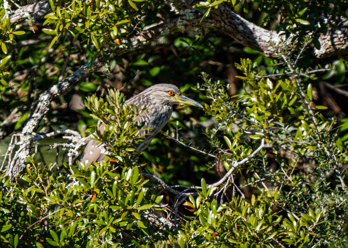 Black-crowned Night Heron - ML521444771