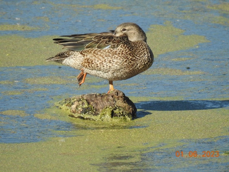 Blue-winged Teal - ML521445701