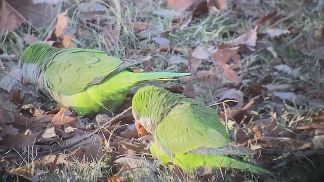 Monk Parakeet - ML521446011