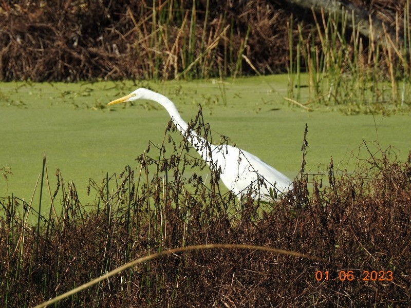 Great Egret - ML521446681