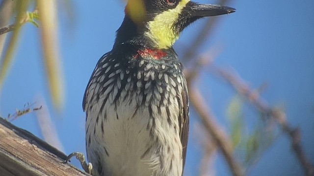 Carpintero Bellotero (angustifrons) - ML521446881