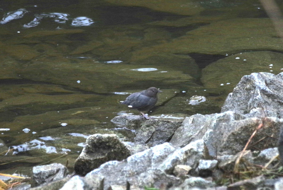 American Dipper - ML521447251