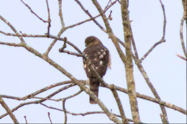 Sharp-shinned Hawk - ML521448061
