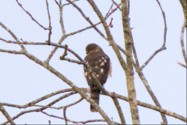 Sharp-shinned Hawk - ML521448081
