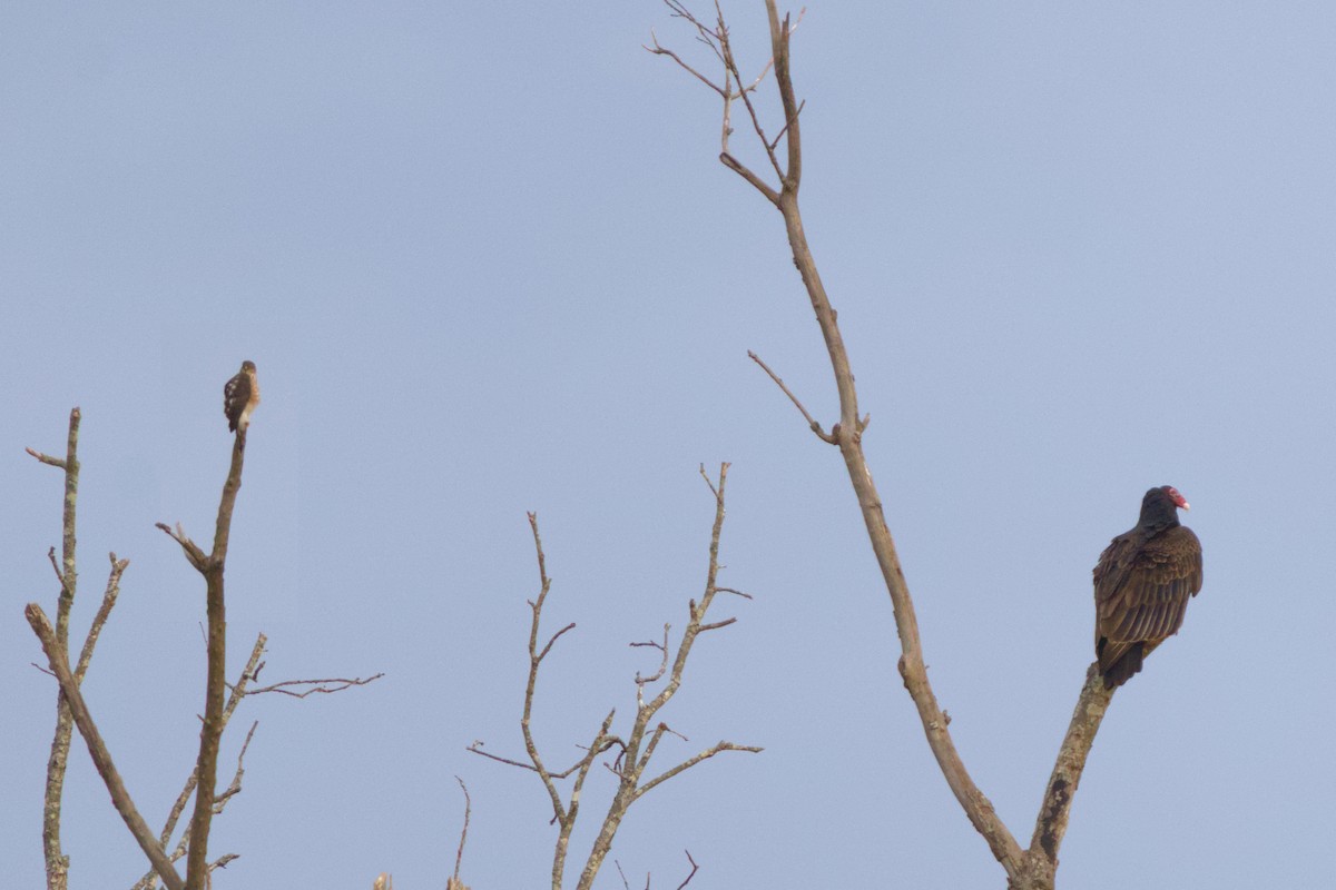 Sharp-shinned Hawk - ML521448091