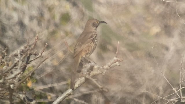 Gray Thrasher - ML521448161