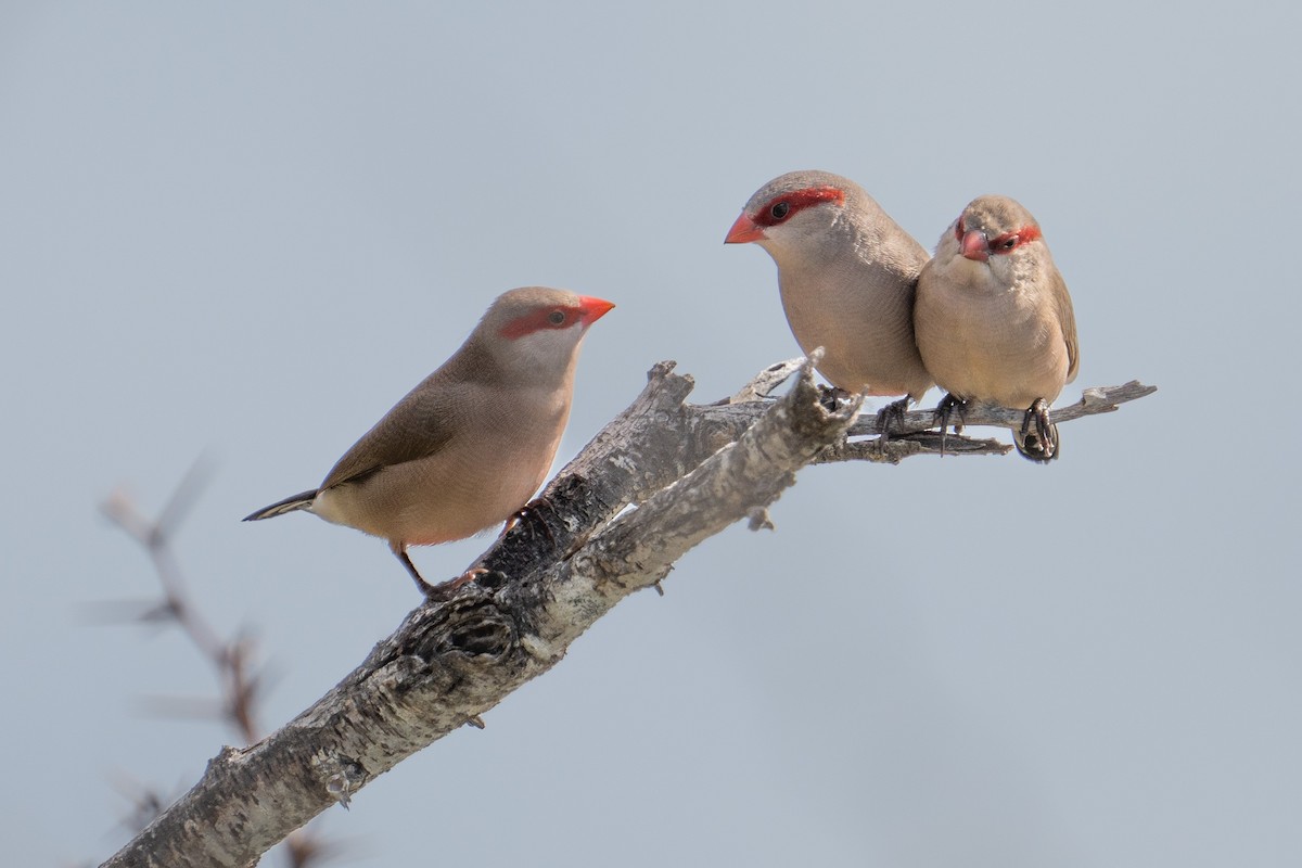 Black-rumped Waxbill - ML521448851