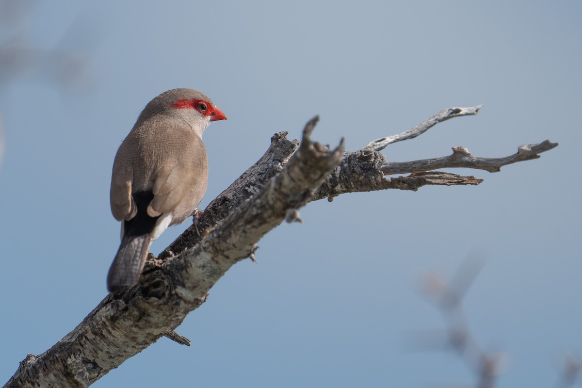 Black-rumped Waxbill - ML521448861