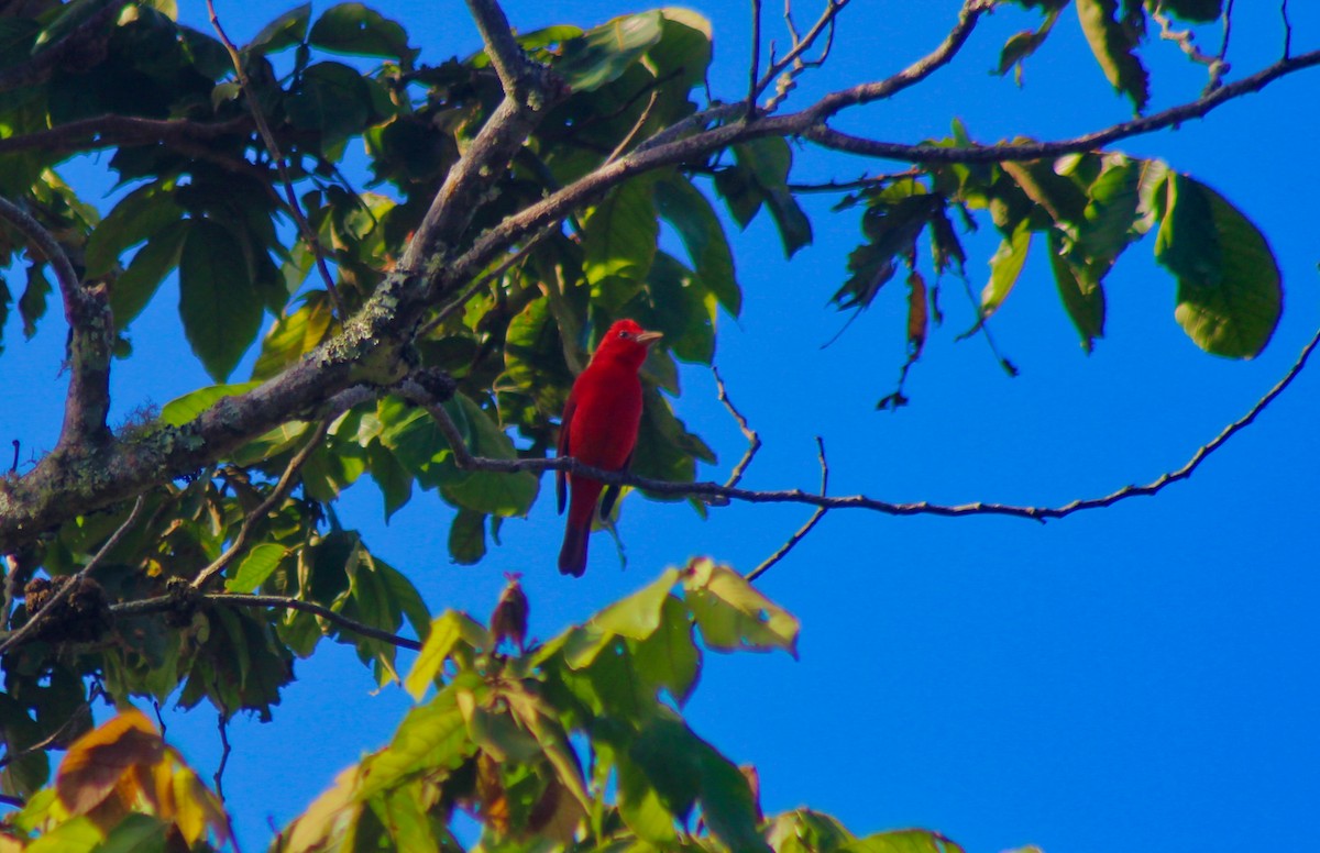 Summer Tanager - Karina Escalante