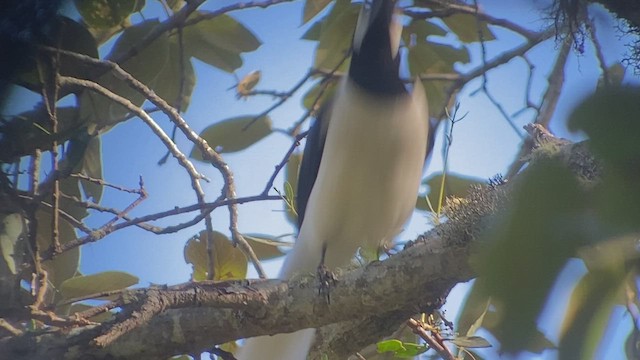 Tufted Jay - ML521449391