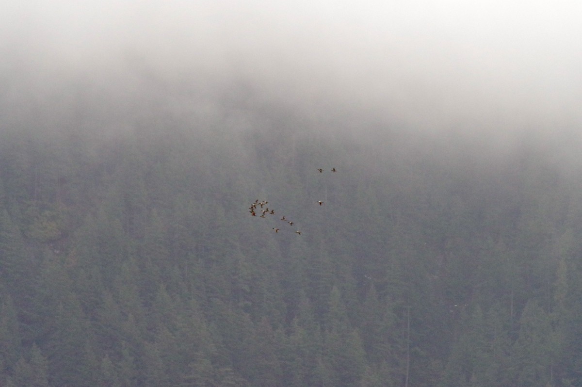 dabbling duck sp. - ML521449901