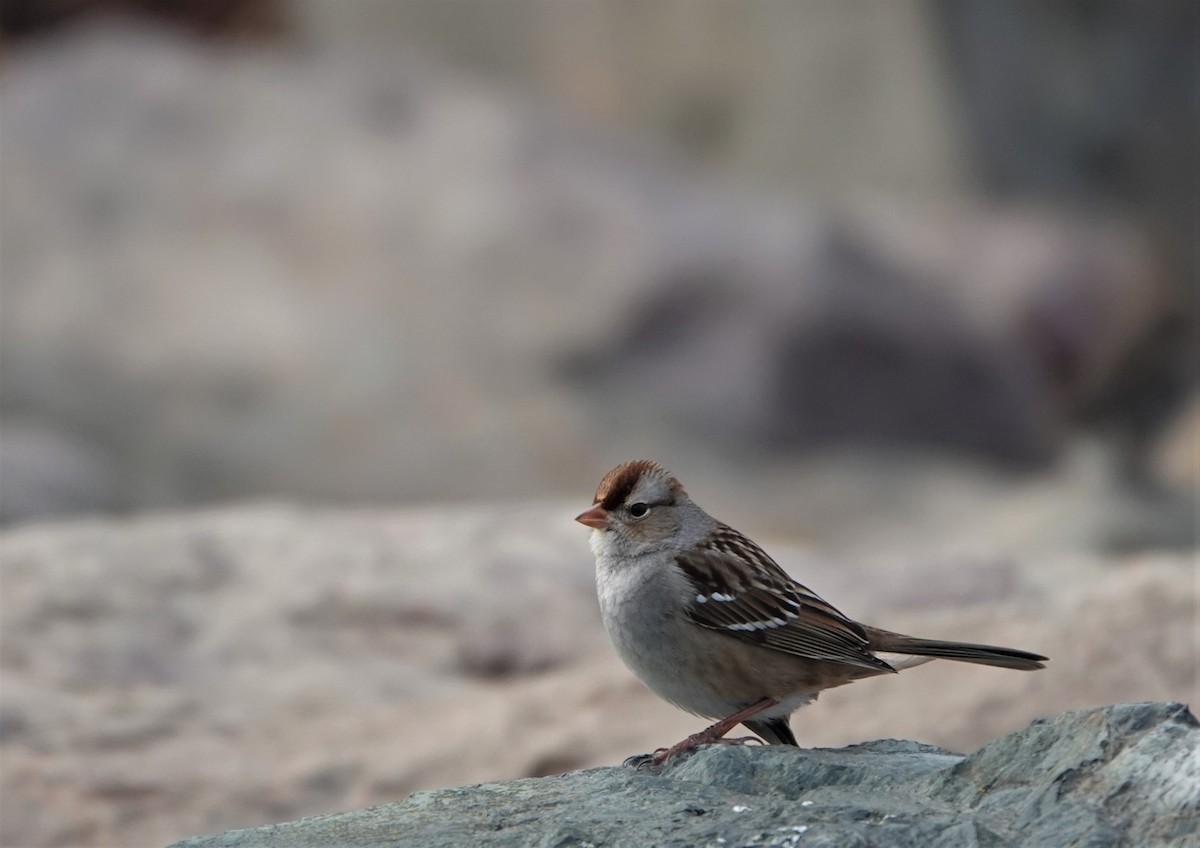 White-crowned Sparrow - ML521450411