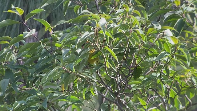 Red-headed Tanager - ML521451051