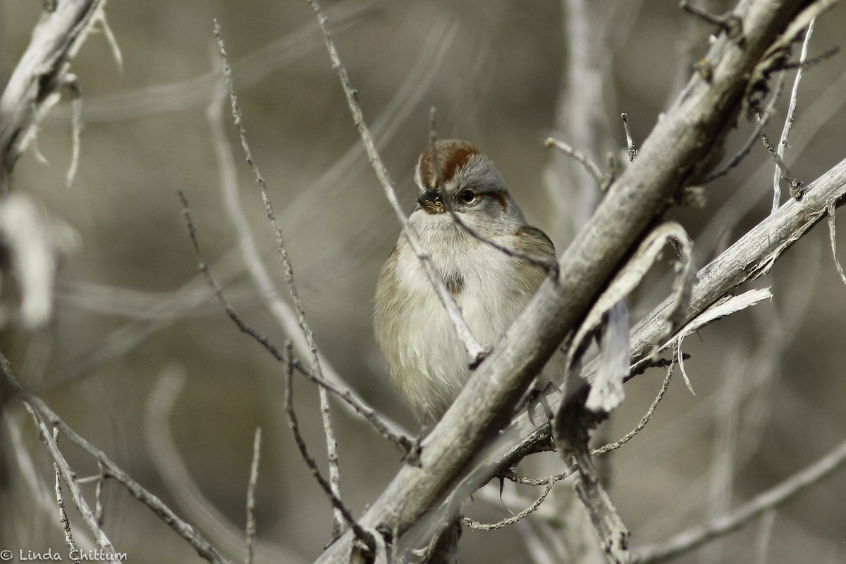 American Tree Sparrow - ML521451331