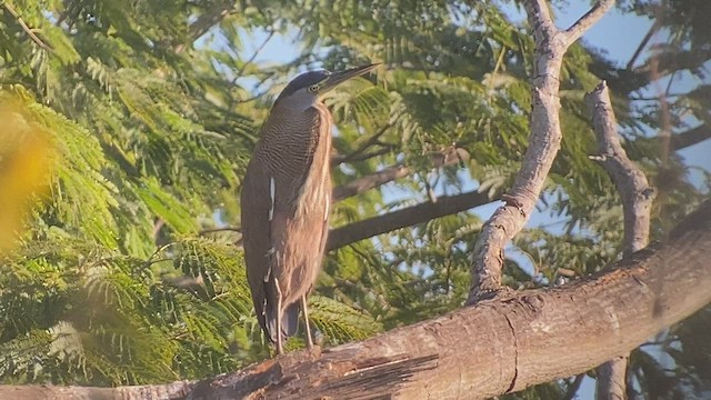 Bare-throated Tiger-Heron - ML521451831