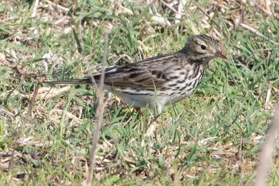 Meadow Pipit - ML521451951