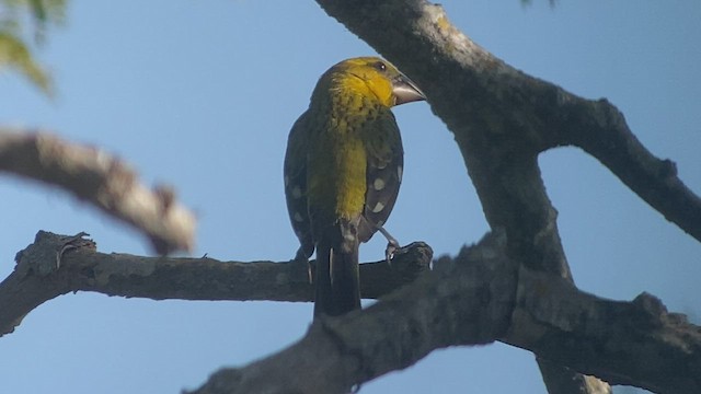 Picogrueso Amarillo - ML521452311