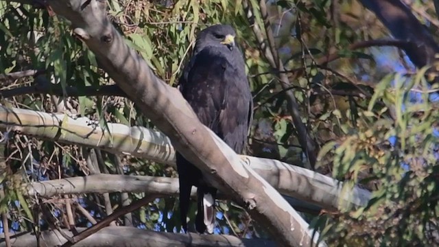 Zone-tailed Hawk - ML521452441