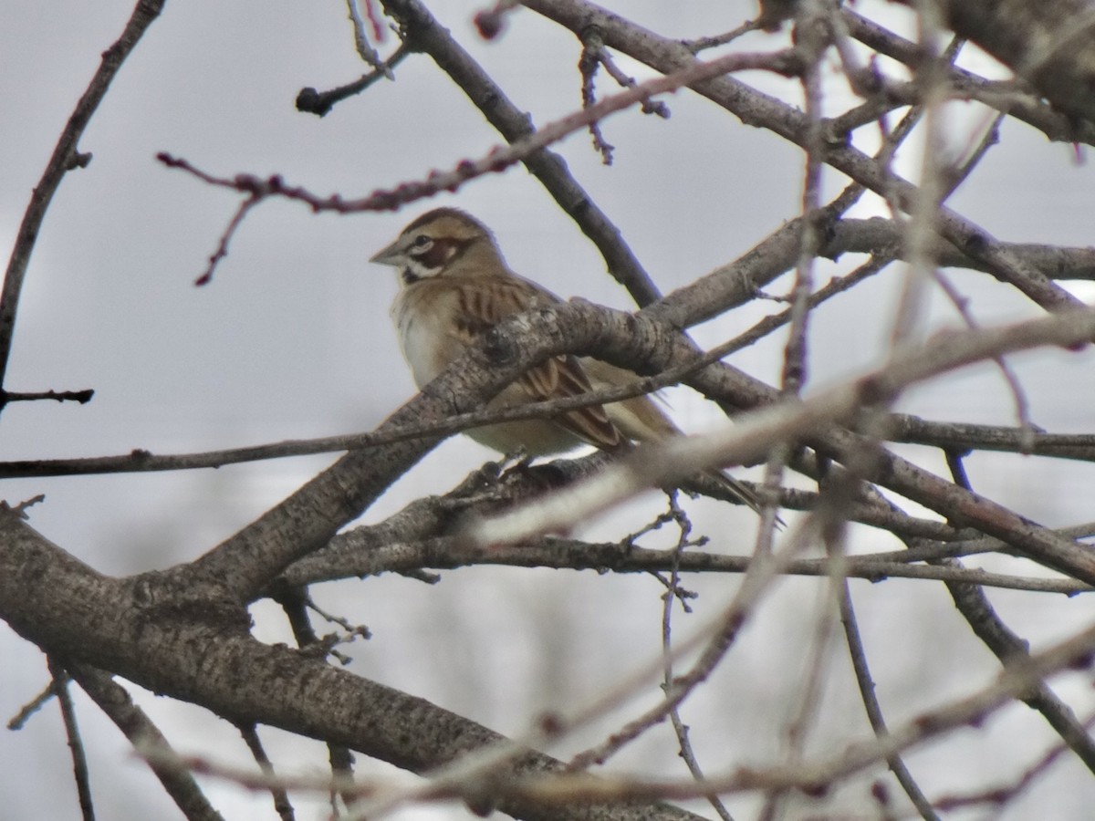 Lark Sparrow - ML521456071