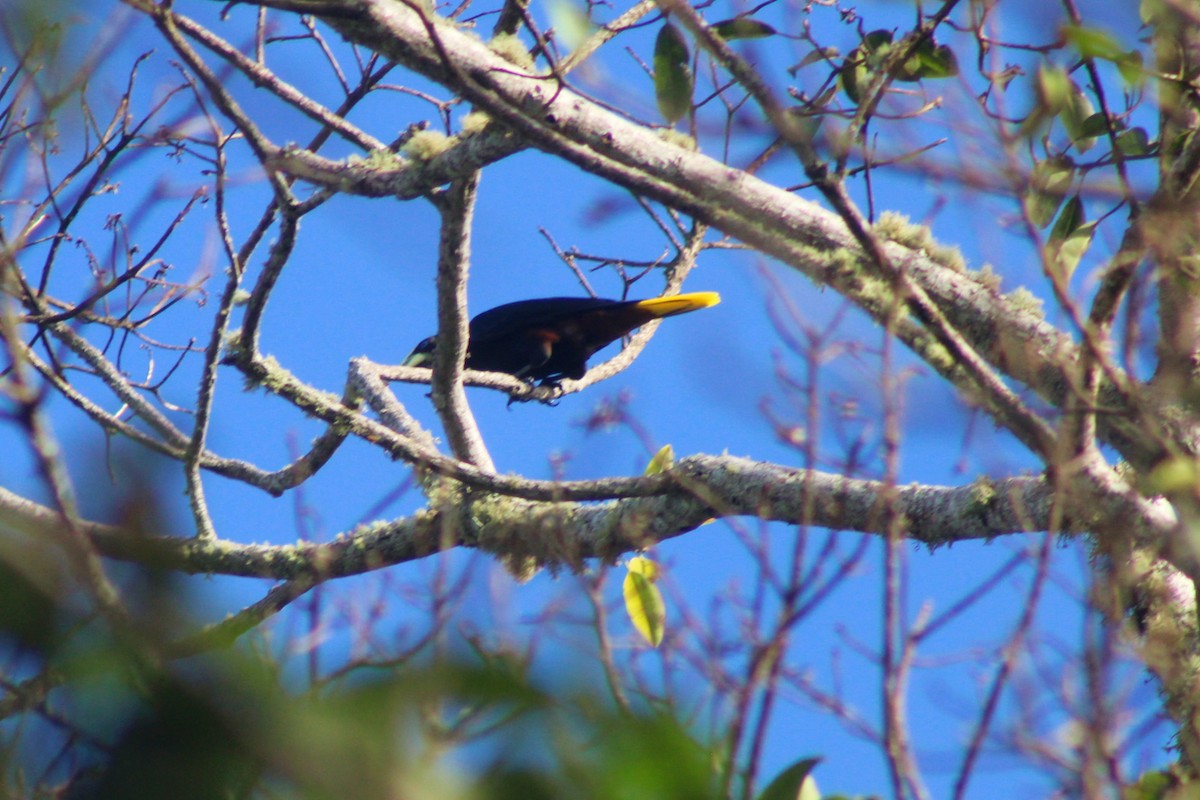 Chestnut-headed Oropendola - ML521456441