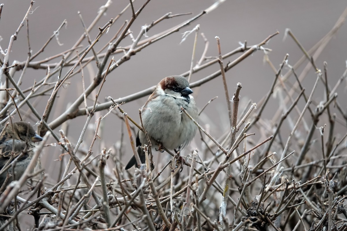 House Sparrow - Ivan Radenkovic